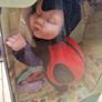 Anne Geddes "Baby Ladybug" Collector Doll - BNIB (Brand New In Box) Image 7