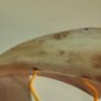 Ox horn Image 3
