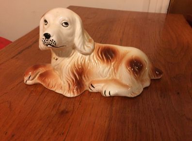 Dog with cute eyes