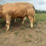 8 super bull weanlings Image 2