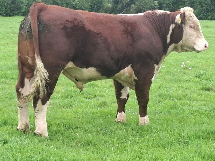 Hereford bulls