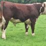 Hereford bulls Image 9