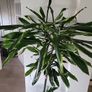 Dracaena Fragrans Golden Coast Image 2