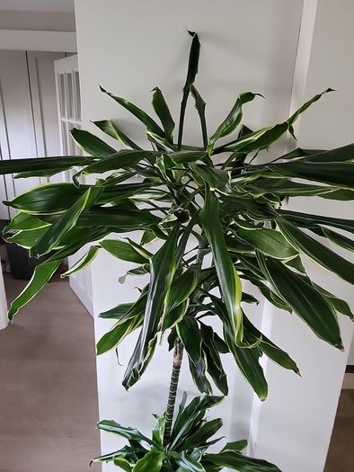 Dracaena Fragrans Golden Coast