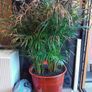 House Plant and Pot Image 3