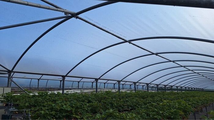 Polytunnel