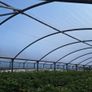 Polytunnel Image 4