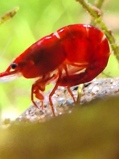 Shrimp and moss