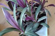 Tricolor Plant