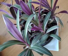 Tricolor Plant