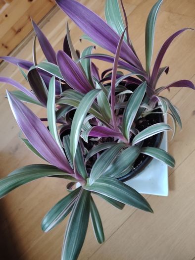 Tricolor Plant
