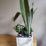Sansevieria 'Sayuri' plant in white ceramic pot Image 5