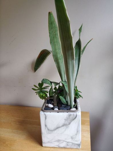 Sansevieria 'Sayuri' plant in white ceramic pot