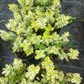 plants Image 3