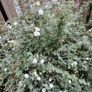 Plant Image 4