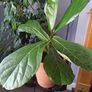 Fiddle leaf fig Image 6