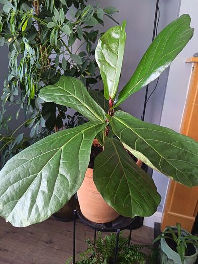 Fiddle leaf fig