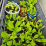 organic vegetable plants Image 2