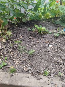 garden soil