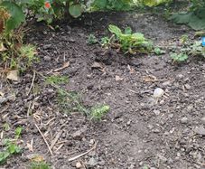 garden soil
