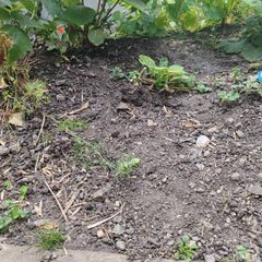 garden soil