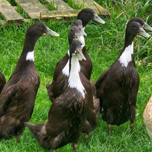 Ducklings / Ducks for sale