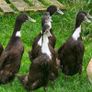 Ducklings / Ducks for sale Image 2