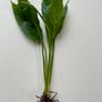 Bioactive vivarium supplies Image 5