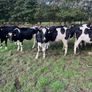 Incalf heifers Image 6
