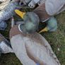 Duck decoys Image 2