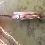 Cronos watch in Bronze Image 4