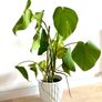 plants Image 3
