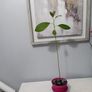 Avocado Tree Image 2