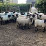 80 super cross bred ram lambs Image 10