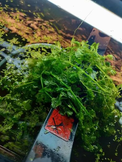 aquarium plants