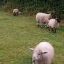 Hardy cross breed ewes for sale....280 Euros Image 8