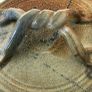 kiltrea pottery Image 3