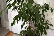 Ficus plant 100cm