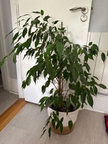 Ficus plant 100cm