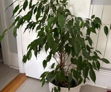 Ficus plant 100cm