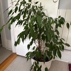 Ficus plant 100cm