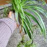 House plant bundle + variegated Monstera Image 10