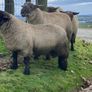 Rams Image 2