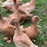 Hatching Eggs & Ducklings - Orpington Ducks Image 6
