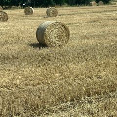 Straw