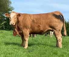 Incalf heifers