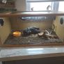 geko Image 3