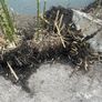 Bamboo Plants Image 2