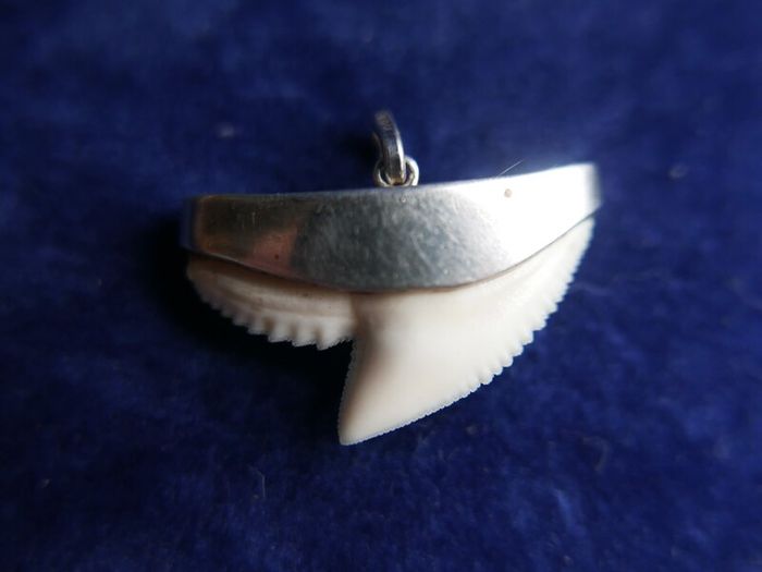 Vintage Sterling Silver Mounted Sharks Tooth Pendant