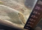 Veija fish